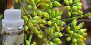 Bay Leaf Oil
