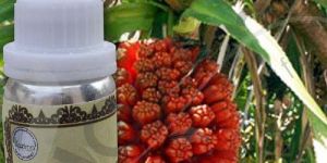 Kewra Oil