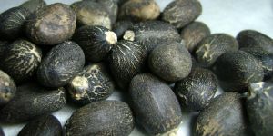 Jatropha Seeds