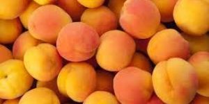 Fresh Apricot