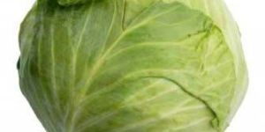 Fresh Cabbage