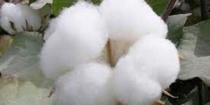Raw Cotton