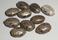 Castor Oil Seeds