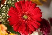 Natural Flowers