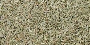 Cumin Seeds