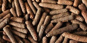 Long Pepper