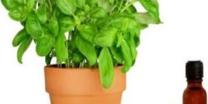 Basil Oil