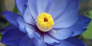 Blue Lotus Attar