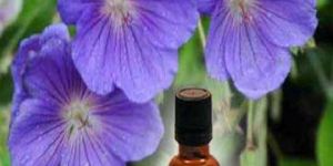 Geranium Oil