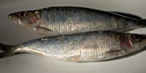 Sardine Fishes