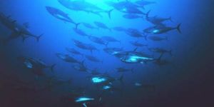 Tuna Fishes