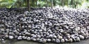 Husked Coconuts