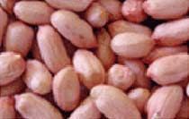 Groundnut Bold