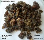 Commiphora Mukul    ,  Gugglu