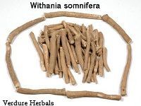 Withania Somnifera , Ashwagandha