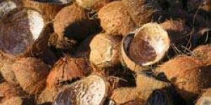 Coconut Shells