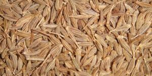 Cumin Seeds