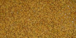Fenugreek