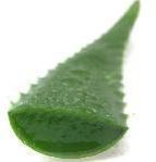 Aloe Vera Leaf