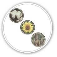Biosol-P
