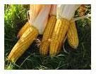 Maize
