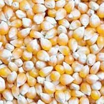 Maize Seeds