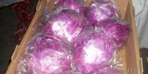 Fresh Red Cabbage