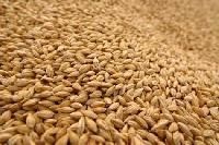 Aqua Feed Supplement