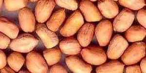 Groundnut
