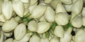 Fresh Jasmine Flowers