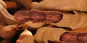 Tamarind Fruit
