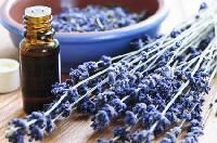 Herbal Fragrance