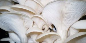 Oyster Mushrooms
