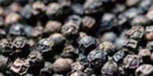 Black Pepper Seeds
