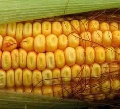 Yellow Maize