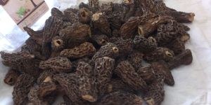 Morchella Conica