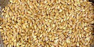 Wheat Seeds