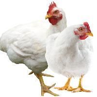 Broiler Chicken