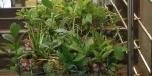 Marriage Return Gifts