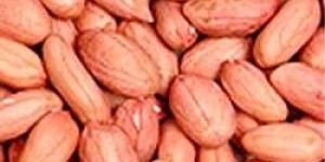 Groundnuts Seeds