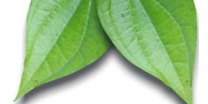 Betel Leaf Oil