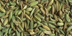 Fennel Oil