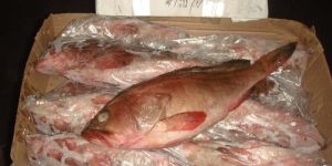 Frozen Reef Cod Whole Fish