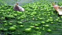 Chemical Fertilizers