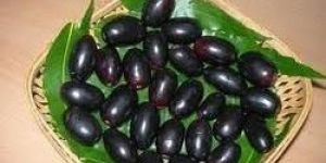 Jamun Pulp