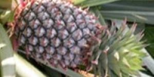 Pineapple / Slices / Dices/ Pulp