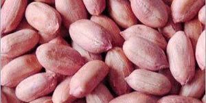 Peanut Kernels