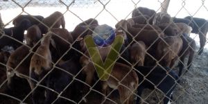 Livestock Farming Services