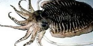 Cuttlefish