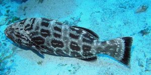 Grouper Fish